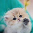 강남고양이 분양 히어로펫 | 먼치킨고양이분양 캣프렌즈 드디어 만난 아기냥이
