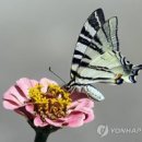 때 Daum카페