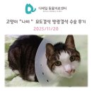 두남자동물병원 | 철산 동물병원) 고양이 &#34;나비&#34; 요도결석 방광결석 수술 후기 ( 수신증, 요도폐색, 배뇨곤란 )