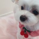 안느펫살롱 이미지