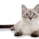 목감시티동물병원 이미지