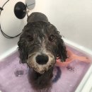 도톨그루밍 이미지