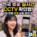 하금정보호수아래우측도로변 | 전국 벚꽃 실시간 CCTV 확인법: UTIC·네이버·카카오로 개화 상태 1분 만에 파악하기