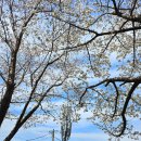 낙동강체육공원 인라인스케이트장, 게이트볼장 | 부산 대저생태공원 주차장 및 벚꽃축제 일정 변경 3.29 벚꽃 유채꽃 실시간 개화 상황