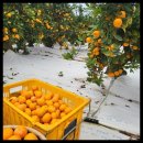 금치농장 이미지