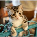 신호동물병원 이미지