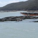 완도19호 이미지