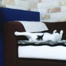 양이양이 이미지