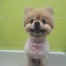 둘리애견미용샵 이미지