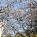 용산가족공원 | 2026 수원 &amp; 용산가족공원 &amp; 성남 벚꽃 명소 후기 (사진 많음)