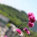 아르메리아 이미지