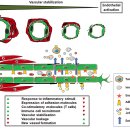 Re:The Tumor Vascular Endothelium as Decision Maker in Cancer Therapy 이미지