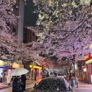 과천타워~새서울쇼핑 | 🌸 서울·수도권 벚꽃 명소 6곳 비교｜성북천·합정·망원·파주·과천 벚꽃 성지 후기