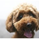 루이동물미용 이미지