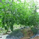 화랑골민박 이미지