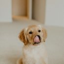 플랜멍 강아지분양&미용 대구 북구점 이미지