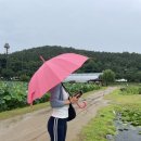 관곡지 | 비 오는 날 더 아름다운 시흥 관곡지 연꽃테마파크 나들이