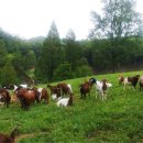 산양축산 이미지