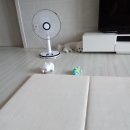 루이비숑 이미지