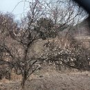 다:花