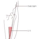 열린사슬(OKCE) Leg extension 과 Squat exercise가 근본적으로 다른 이유... 이미지