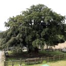 상만리 비자나무 이미지