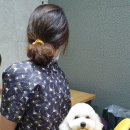 상콤 발랄 헬로퍼피 이미지