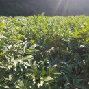 상태농장 이미지