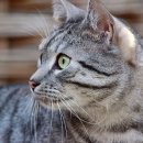 해든고양이병원 이미지