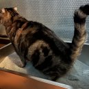 고양이미용 우다다냥 이미지