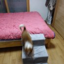 로아코