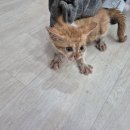 남원축협 동물병원 이미지