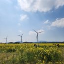 대천환승정류장 | 유채꽃축제 후기