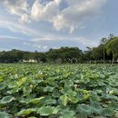 강주연못 이미지