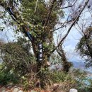6/24~25일 금요무박-"남해의 작은 섬" 통영 연대도+만지도+학림도(섬&산)트레킹 안내 이미지