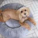 코냥코냥 | [루팡이네 이벤트] 죠스펫 생활방석 강아지방석 &amp; 고양이방석 당첨자발표