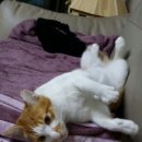 복동이 이미지