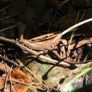 오대산뫼들산채원 이미지