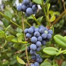 한음마을 이미지