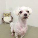 카페거리 동물병원 동행 이미지