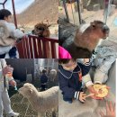 와우쥬 | 울산 울주군 실내 아기랑 가볼 만한 곳 와우쥬 동물원 삼동점 후기
