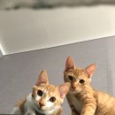 봉스마켓 이미지