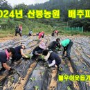 2409-2024년 산봉농원 배추심기(불우이웃돕기용) 이미지