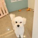 허니애견 이미지