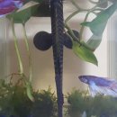 베타봉봉 이미지