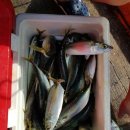 칼치랑고등어랑 이미지