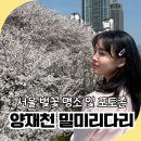 밀미리 | 서울 벚꽃명소 양재천 산책로 개화상황 벚꽃 포토존 밀미리다리