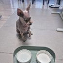 도그홀릭 이미지