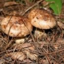 청산농장 이미지