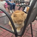 카페음봉 | 아이가 또 가자고 하는 이유🙂 음봉 카페 나니아 단골 후기